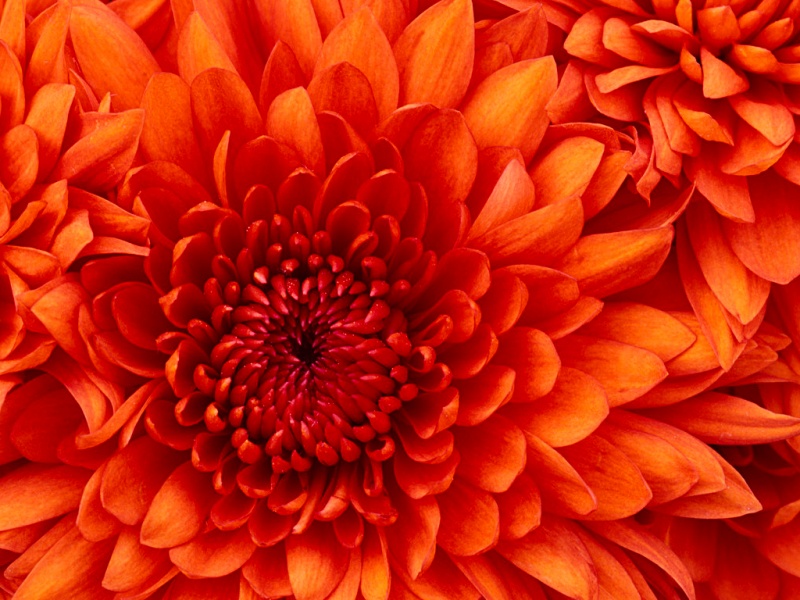 Arquivo:Chrysanthemum.jpg